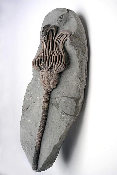 Sea lily fossil