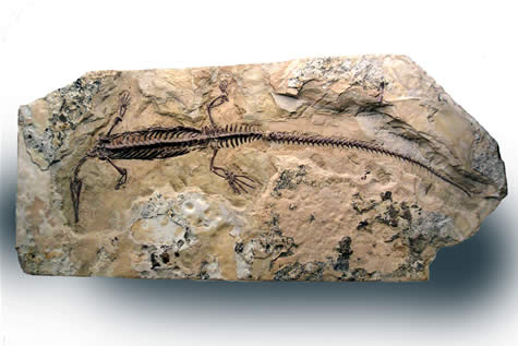 Swimming reptile fossil