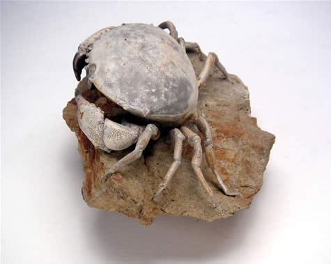 Crab fossil