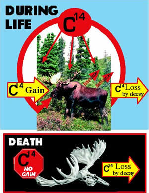 C-14 during life and after death