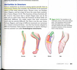 Bone structures from Prentice Hall Textbook