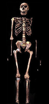 Turkana boy skeleton