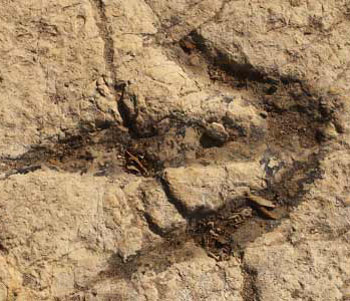 Dinosaur Footprint