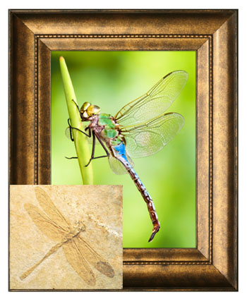Living and Fossil Dragonflies