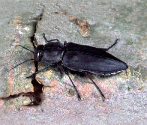 Melanophila beetle