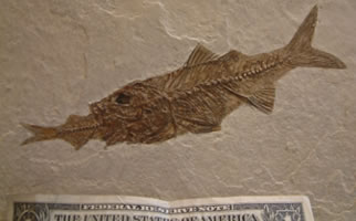 Fossil of a fish eating a fish