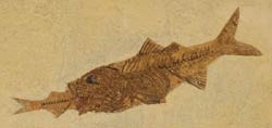Fossil of a fish eating a fish