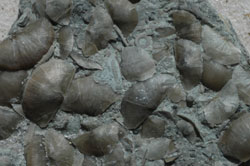 thin-shelled brachiopods
