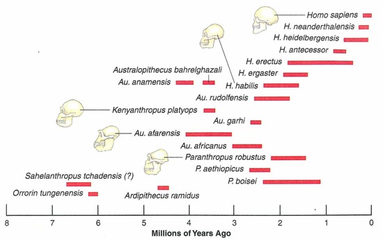 Supposed human-ape ancestry