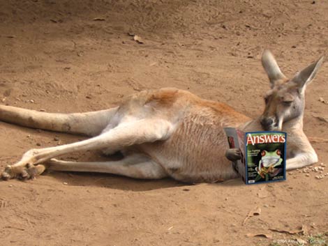 Kangaroo with Answers magazine