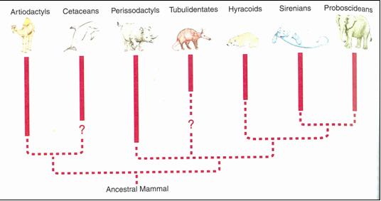 Hypothetical ancestry of some mammals