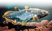 coelacanth