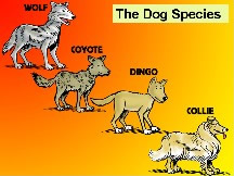 Original definition of species