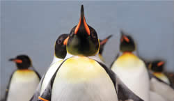 Penguins