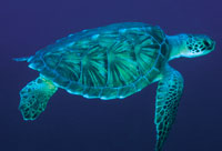 Sea Turtle Profile